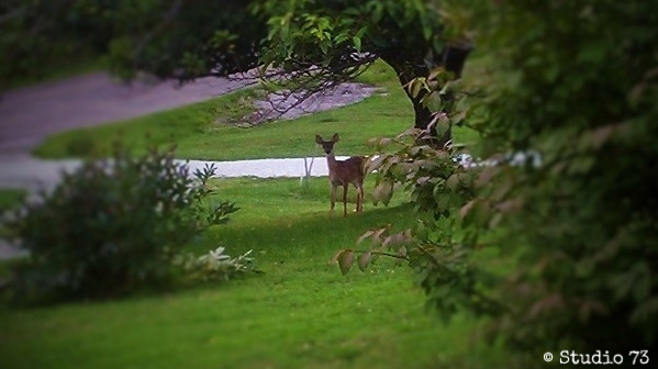 Deer Companion