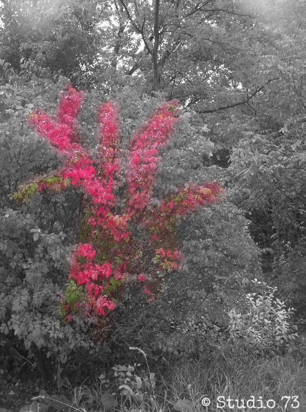 Burning Bush