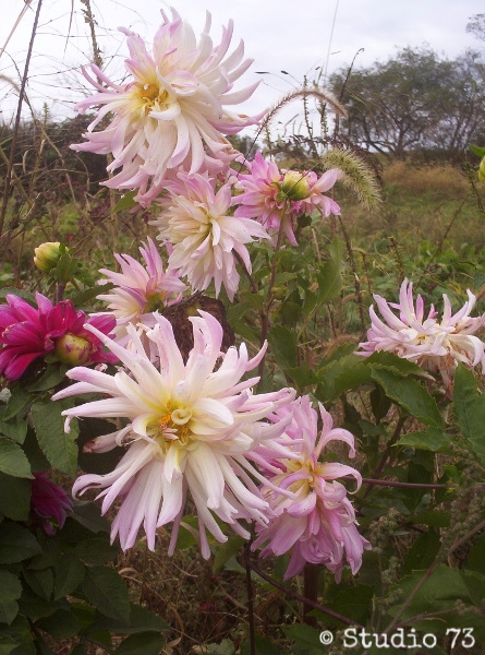 dahlias