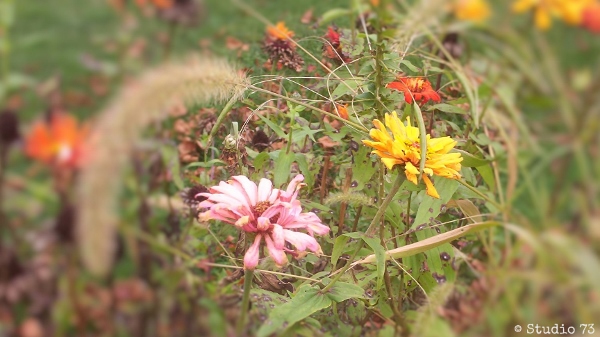 Zinnias