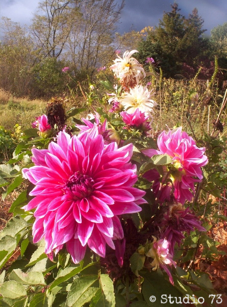 Dahlias