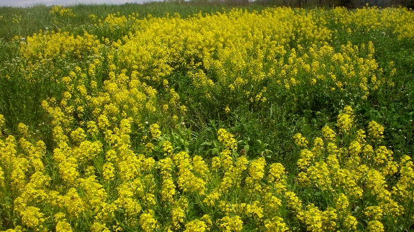 Mustard Field 2