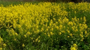 Mustard Field 4 