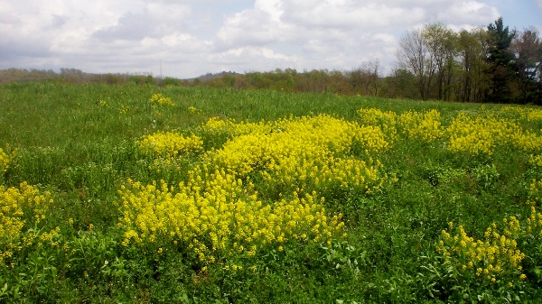 Mustard Field 