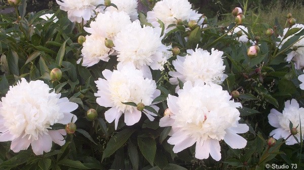 peonies 