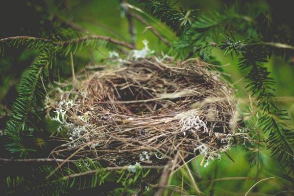 Unsplash Nest (600x400)