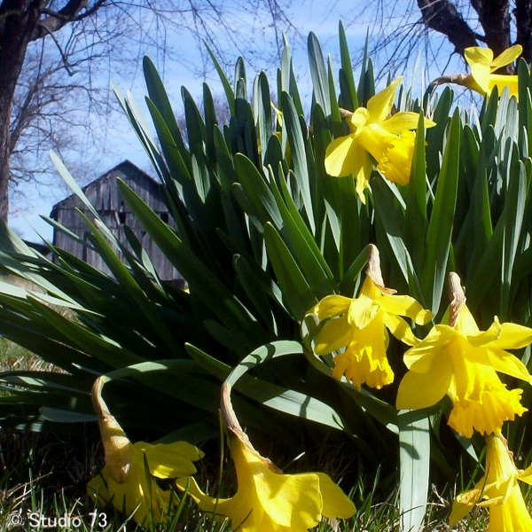 Daffodils